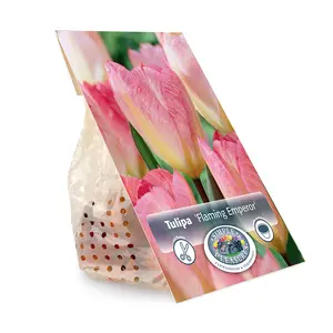 Tulipa Fosteriana Flaming Emperor | Cappers 5 x 20 - image 3