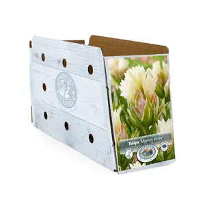 Tulipa Fosteriana Mystery Valley | Cappers 5 x 20 - image 2