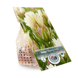 Tulipa Fosteriana Mystery Valley | Cappers 5 x 20 - image 3