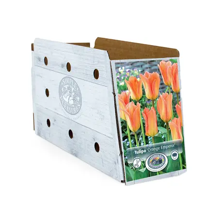 Tulipa Fosteriana Orange Emperor | Cappers 5 x 20 - image 2
