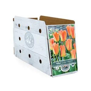 Tulipa Fosteriana Orange Emperor | Cappers 5 x 20 - image 2