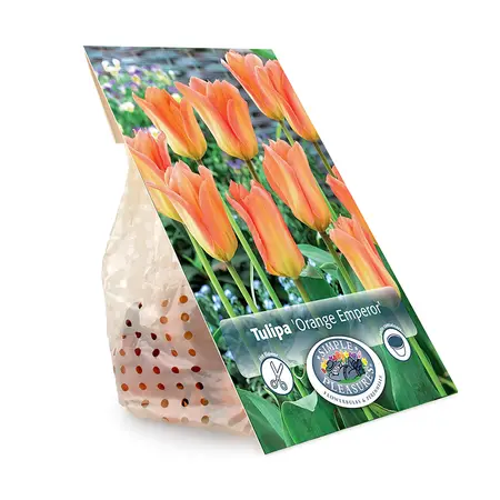Tulipa Fosteriana Orange Emperor | Cappers 5 x 20 - image 3