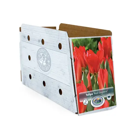 Tulipa Fosteriana Red Emperor | Cappers 5 x 20 - image 2