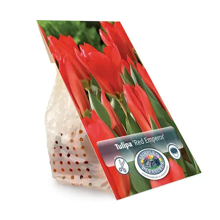 Tulipa Fosteriana Red Emperor | Cappers 5 x 20 - image 3