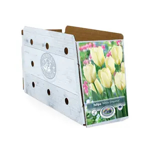 Tulipa Fosteriana White Emperor | Cappers 5 x 20 - image 2