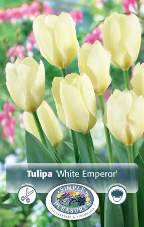 Tulipa Fosteriana White Emperor | Cappers 5 x 20 - image 1