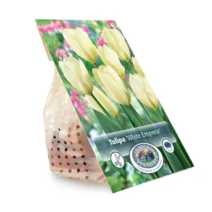 Tulipa Fosteriana White Emperor | Cappers 5 x 20 - image 3