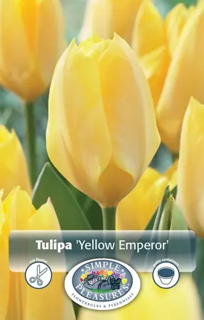 Tulipa Fosteriana Yellow Emperor | 80 pce - image 1