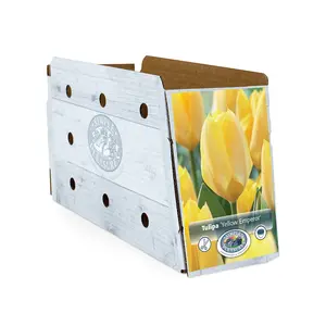 Tulipa Fosteriana Yellow Emperor | Cappers 5 x 20 - image 2