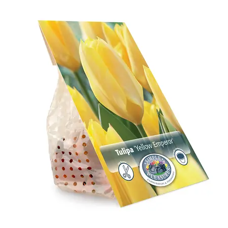 Tulipa Fosteriana Yellow Emperor | Cappers 5 x 20 - image 3