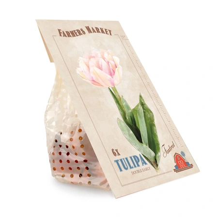 Tulipa Foxtrot | Cappers 6 x 20 - image 2