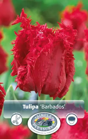 Tulipa Fringed Barbados | 80 pce - image 1