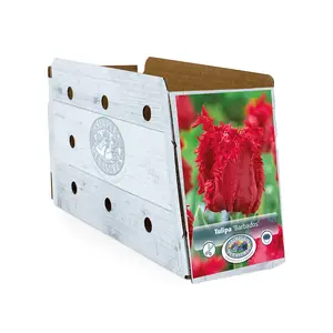 Tulipa Fringed Barbados | Cappers 5 x 20 - image 2