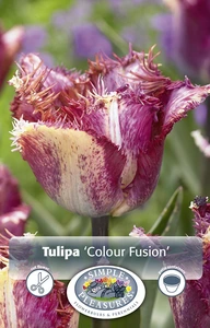 Tulipa Fringed Colour Fusion | 80 pce - image 3