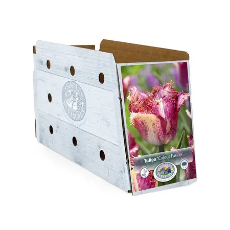 Tulipa Fringed Colour Fusion | Cappers 5 x 20 - image 2
