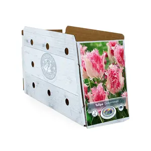 Tulipa Fringed Drakensteyn | Cappers 5 x 20 - image 2
