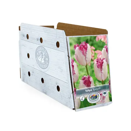 Tulipa Fringed Eyelash | Cappers 5 x 20 - image 2