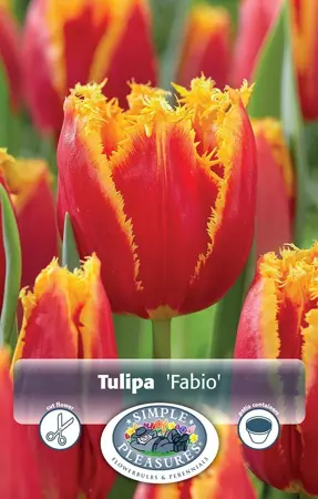 Tulipa Fringed Fabio | 80 pce - image 1