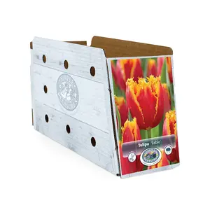 Tulipa Fringed Fabio | Cappers 5 x 20 - image 2