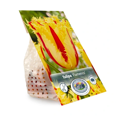 Tulipa Fringed Flamenco | Cappers 5 x 20 - image 2
