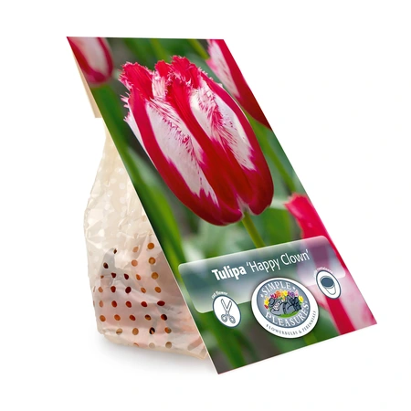 Tulipa Fringed Happy Clown | Cappers 5 x 20 - image 2