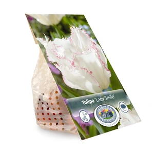 Tulipa Fringed Lady Smile | Cappers 5 x 20 - image 3