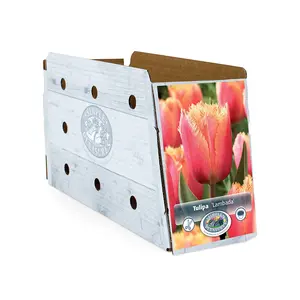 Tulipa Fringed Lambada | Cappers 5 x 20 - image 2