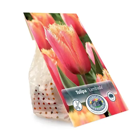 Tulipa Fringed Lambada | Cappers 5 x 20 - image 3