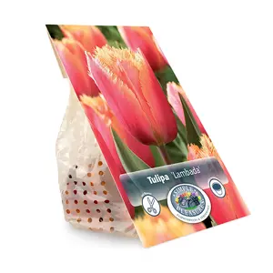Tulipa Fringed Lambada | Cappers 5 x 20 - image 3