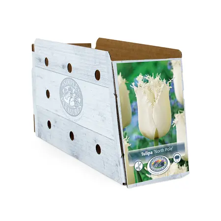 Tulipa Fringed North Pole | Cappers 5 x 20 - image 2