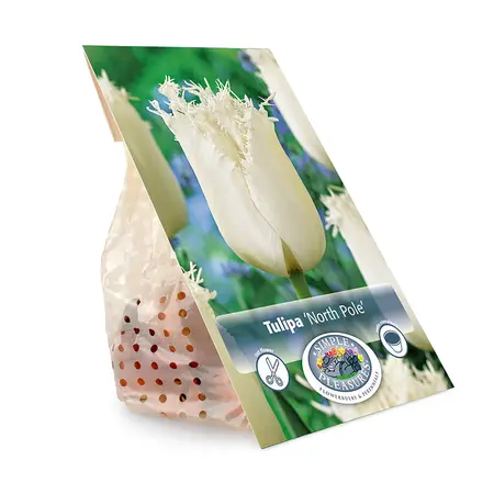 Tulipa Fringed North Pole | Cappers 5 x 20 - image 3