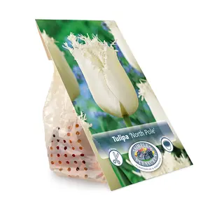 Tulipa Fringed North Pole | Cappers 5 x 20 - image 3