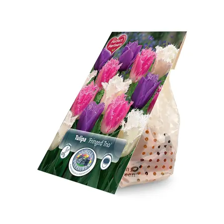 Tulipa Fringed Trio | Cappers 10 x 20 - image 2
