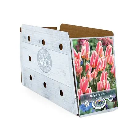 Tulipa Greigii Quebec | Cappers 5 x 20 - image 2