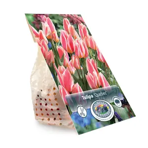Tulipa Greigii Quebec | Cappers 5 x 20 - image 3