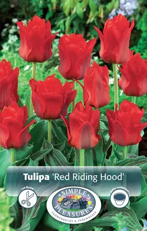 Tulipa Greigii Red Riding Hood | Cappers 5 x 20 - image 1