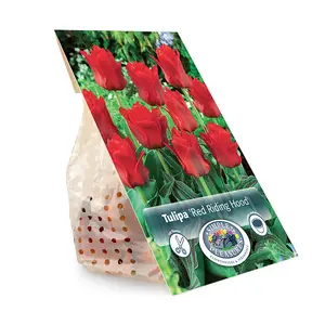 Tulipa Greigii Red Riding Hood | Cappers 5 x 20 - image 2