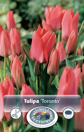 Tulipa Greigii Toronto | 80 pce - image 1