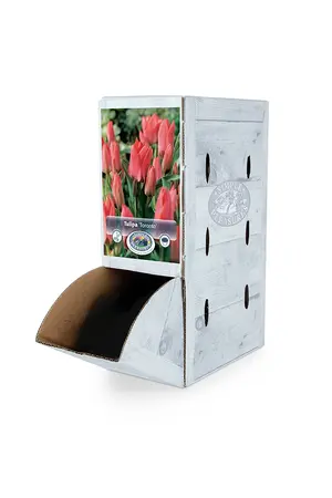 Tulipa Greigii Toronto | 80 pce - image 2