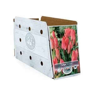 Tulipa Greigii Toronto | Cappers 5 x 20 - image 2