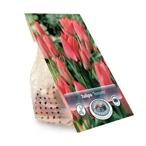Tulipa Greigii Toronto | Cappers 5 x 20 - image 3