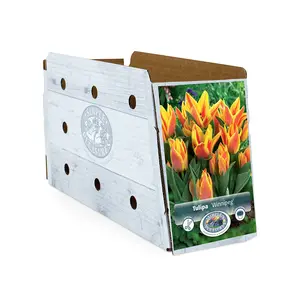 Tulipa Greigii Winnipeg | Cappers 5 x 20 - image 2