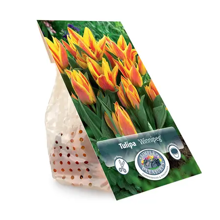 Tulipa Greigii Winnipeg | Cappers 5 x 20 - image 3
