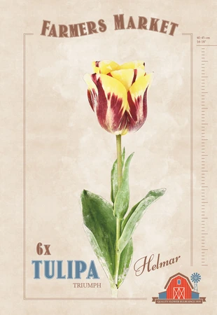 Tulipa Helmar | Cappers 6 x 20 - image 4
