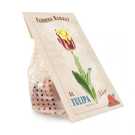 Tulipa Helmar | Cappers 6 x 20 - image 3