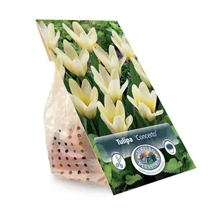 Tulipa Kaufmannia Concerto | Cappers 5 x 20 - image 3