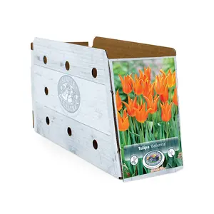 Tulipa Lily-Flowering Ballerina | Cappers 5 x 20 - image 2