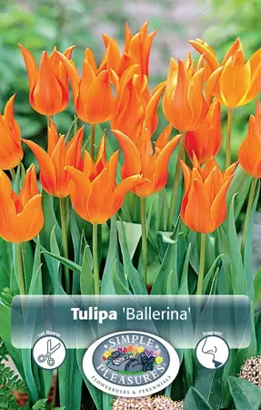 Tulipa Lily-Flowering Ballerina | Cappers 5 x 20 - image 1