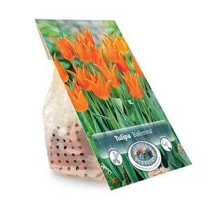 Tulipa Lily-Flowering Ballerina | Cappers 5 x 20 - image 3