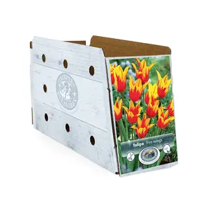 Tulipa Lily-Flowering Fire Wings | Cappers 5 x 20 - image 2